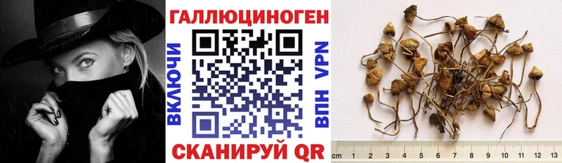 Псилоцибиновые грибы Psilocybe  Купить где  Валуйки 